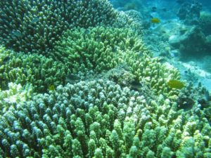 plateau corallifères aux Philippines