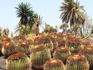 Les cactus de l'Oasis Park de Fuerteventura
