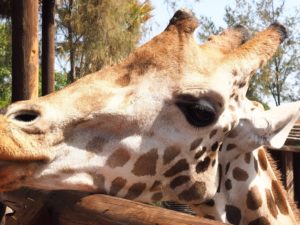Une girafe de l'Oasis Park de Fuerteventura