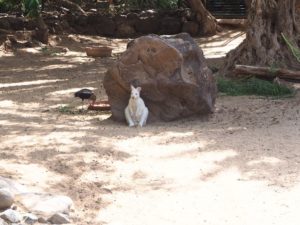 Un kangourou blanc de l'Oasis Park de Fuerteventura