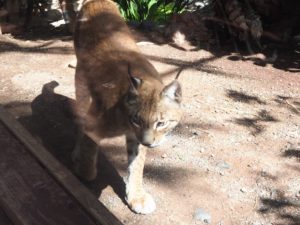 Le lynx de l'Oasis Park de Fuerteventura