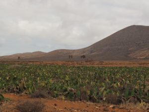 La Oliva de Fuerteventura
