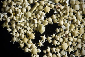 Des mini étoiles en guise de sable - Iriomote, Japon