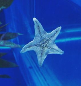 Etoile de mer à l'aquarium d'Osaka
