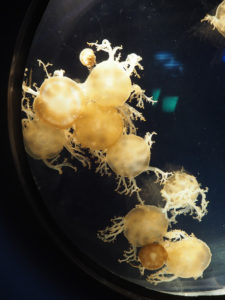 Méduses à l'aquarium de Osaka