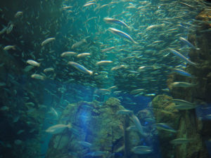 L'aquarium d'Osaka