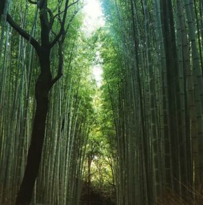 Bambouseraie de Kyoto à Arashiyama