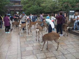 Les daims de Nara