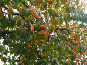 Les oranges de Nara