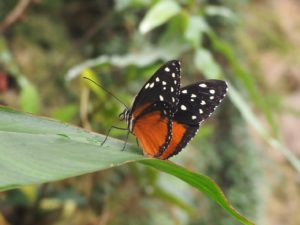 Les papillons de la serre du jardin botanique de Copenhague