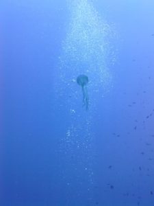 Une méduse dans les bulles
