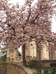 Le superbe magnolia du jardin public