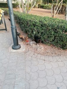 Des poules au parc de l'indépendance à Sliema
