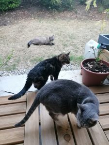 Des chats dans un jardin