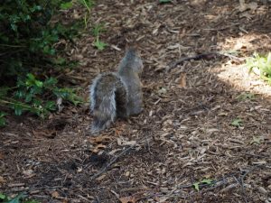 Un écureuil à Central Park