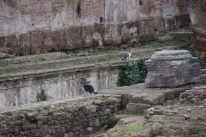 Chats sur des ruines antiques