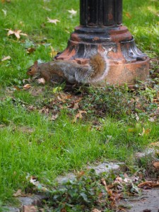 Un écureuil batifole au parc