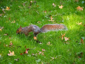 Un écureuil batifole au parc