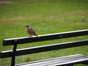 Un mignon petit oiseau à Central Park