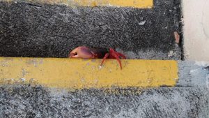 Invasion de crabe à Cuba