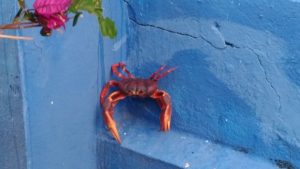 Invasion de crabe à Cuba