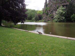 Les canards des parcs parisiens