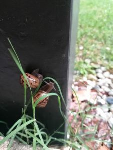 Les escargots de mon jardin