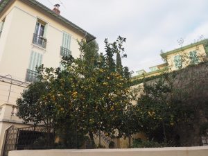 Un jardin à Menton avec un citronnier