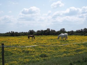 Des chevaux dans la campagne