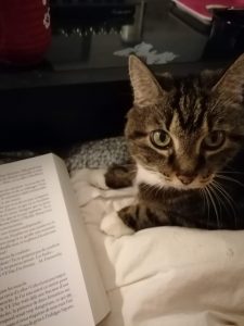 Mon chat et un livre
