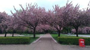 Hambourg, cerisiers en fleurs