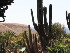 Les cactus de l'Oasis Park de Fuerteventura