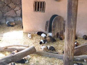 Les cochons d'Inde du Oasis Park de Fuerteventura
