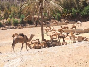 Les dromadaires de l'Oasis Park de Fuerteventura