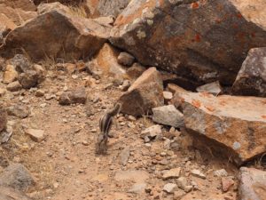 Un écureuil sur la route de Fuerteventura
