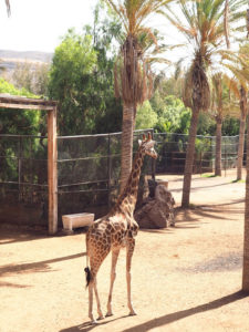 Une girafe de l'Oasis Park de Fuerteventura