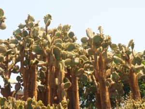 Jardin botanique à l'Oasis Park de Fuerteventura