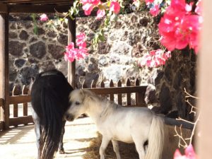 Le poney Emo du Oasis Park de Fuerteventura