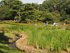 Le jardin impérial de Tokyo