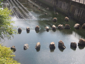 Le canal Meguro à Tokyo