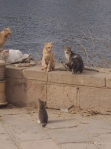 Petits chats d'Egypte