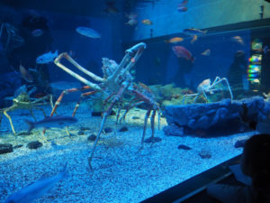 crabes géants à l'aquarium d'Osaka