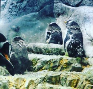 Les pingouins de l'aquarium d'Osaka