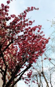 Sakuras de Paris