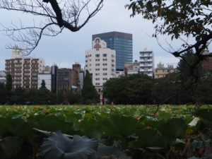  Plantes aquatiques du parc Ueno à Tokyo