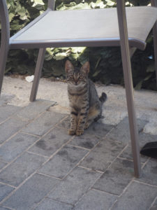 Un chaton en Crète