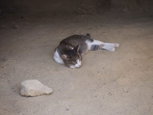 Un petit chat dans les grottes de Matala