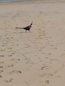 Un faisan sur la plage