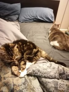 Des petits chats squattent le lit