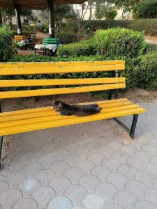 Un chat qui chille au parc